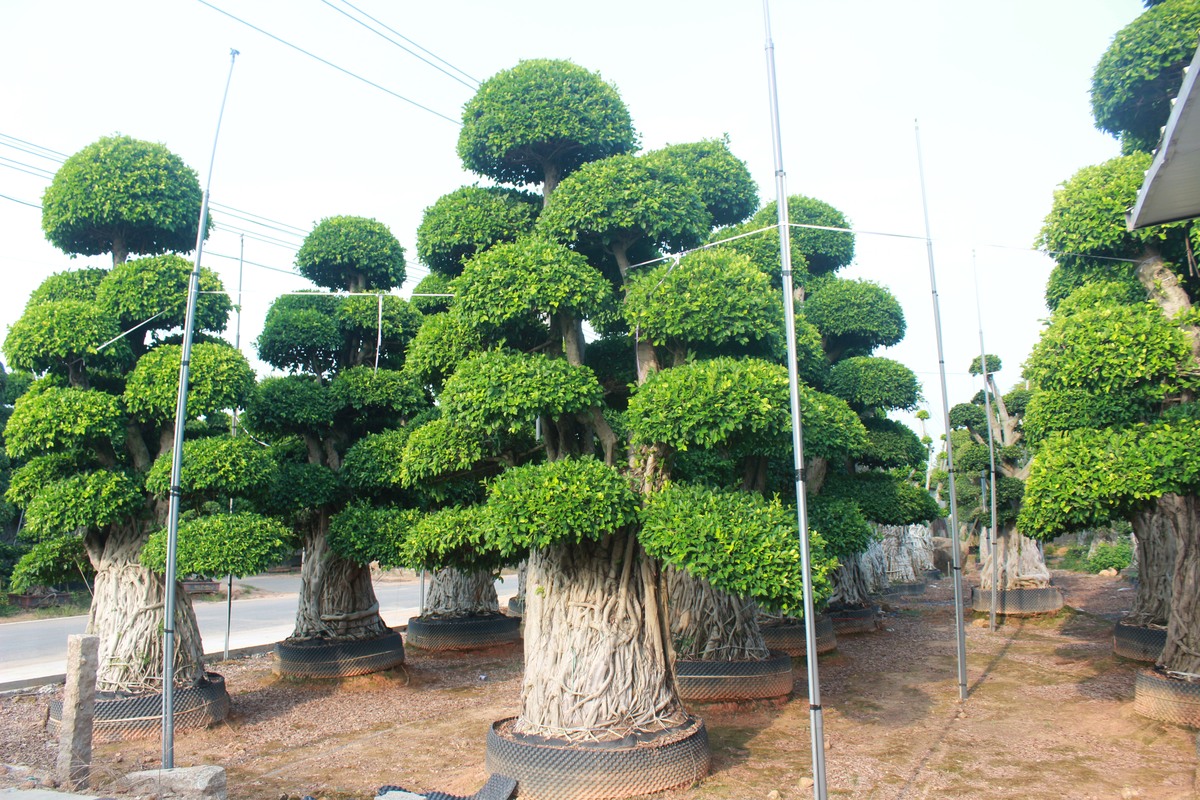 Bonsai Haven ficus bonsai nursery field