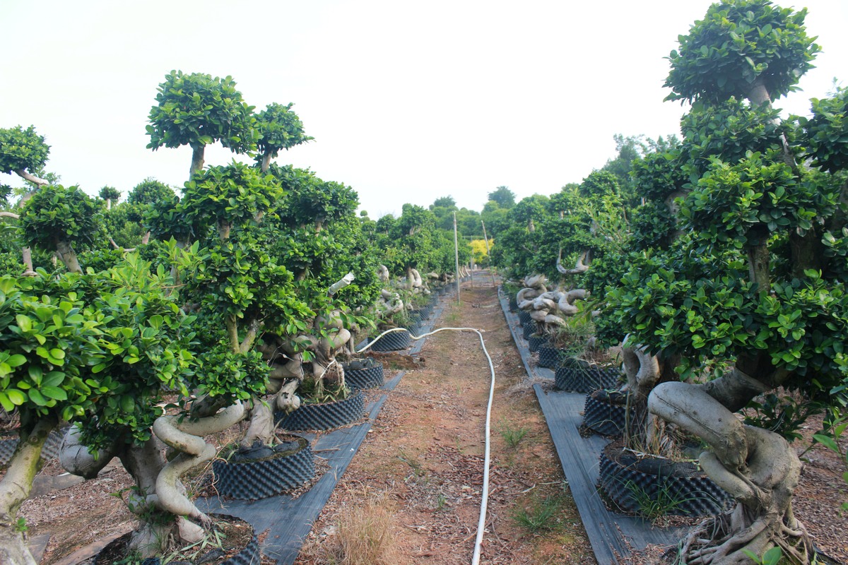 Wholesale ficus bonsai nursery stock