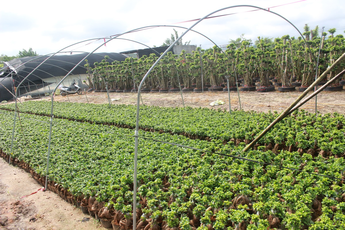 Ornamental plant nursery stock
