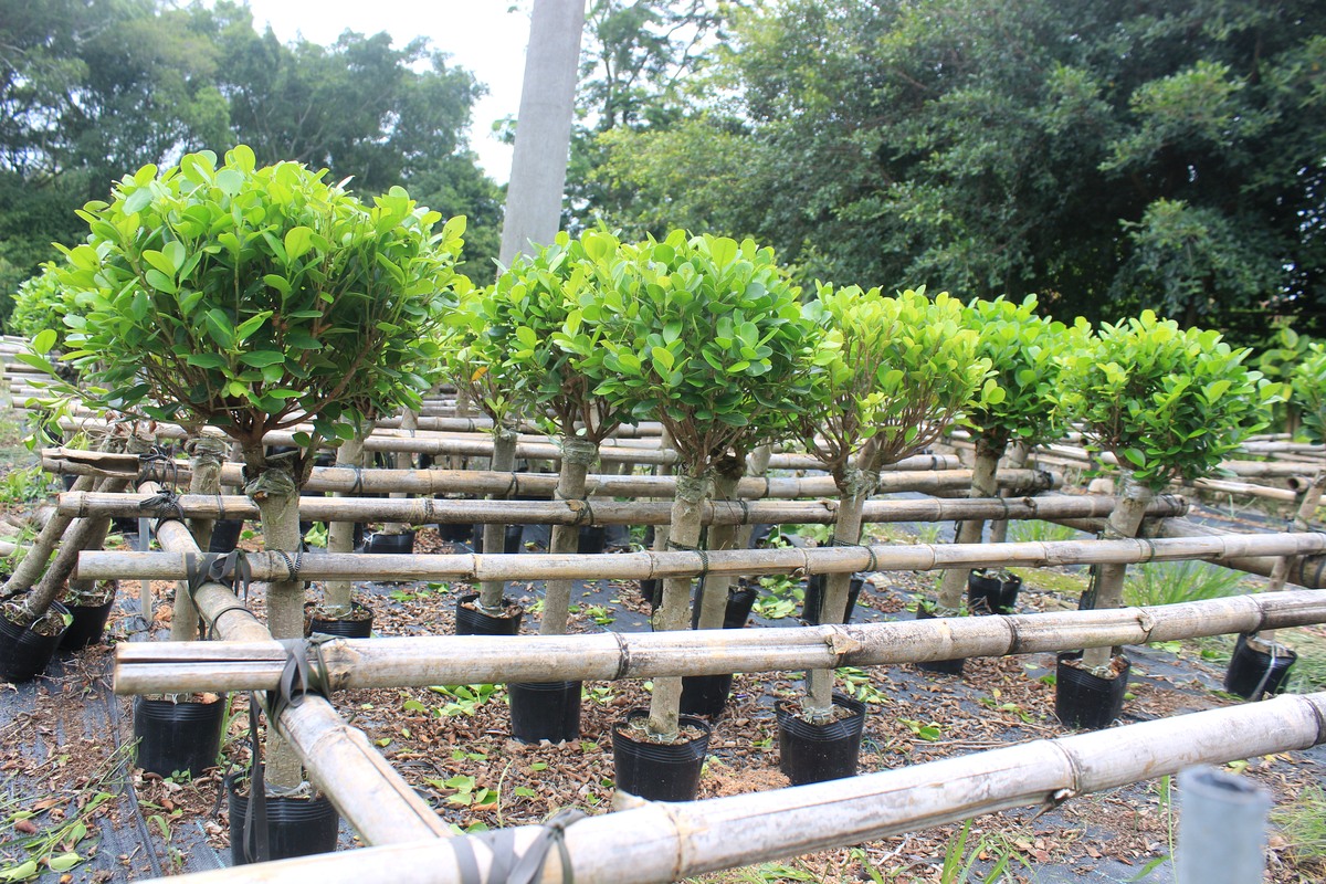 Selected ornamental plant nursery