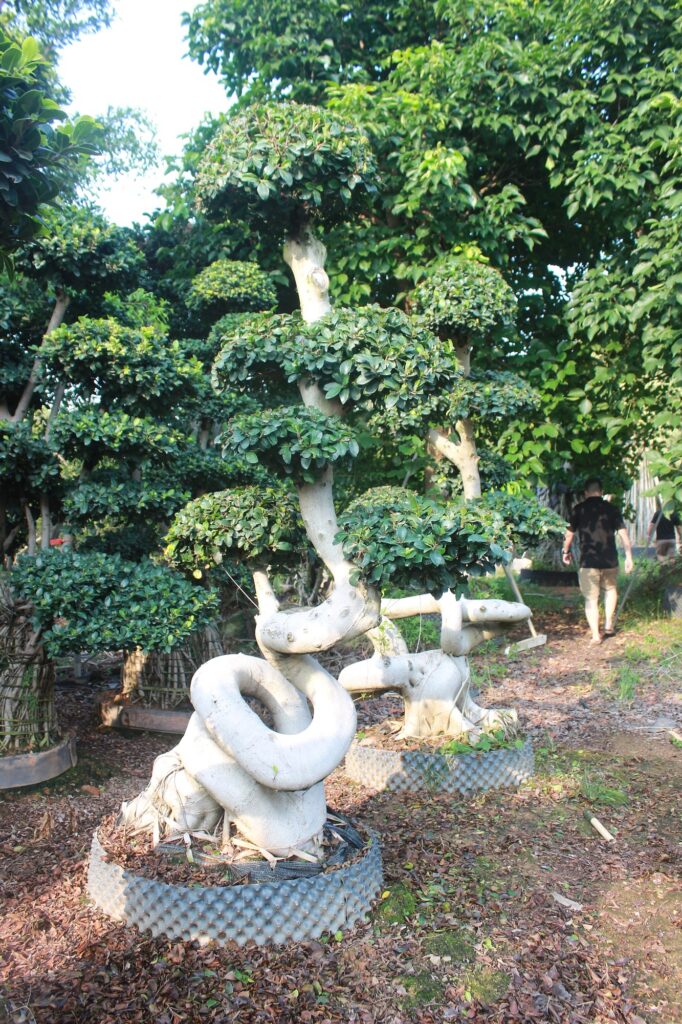 Large Ficus Microcarpa S-Shaped Dragon Bonsai