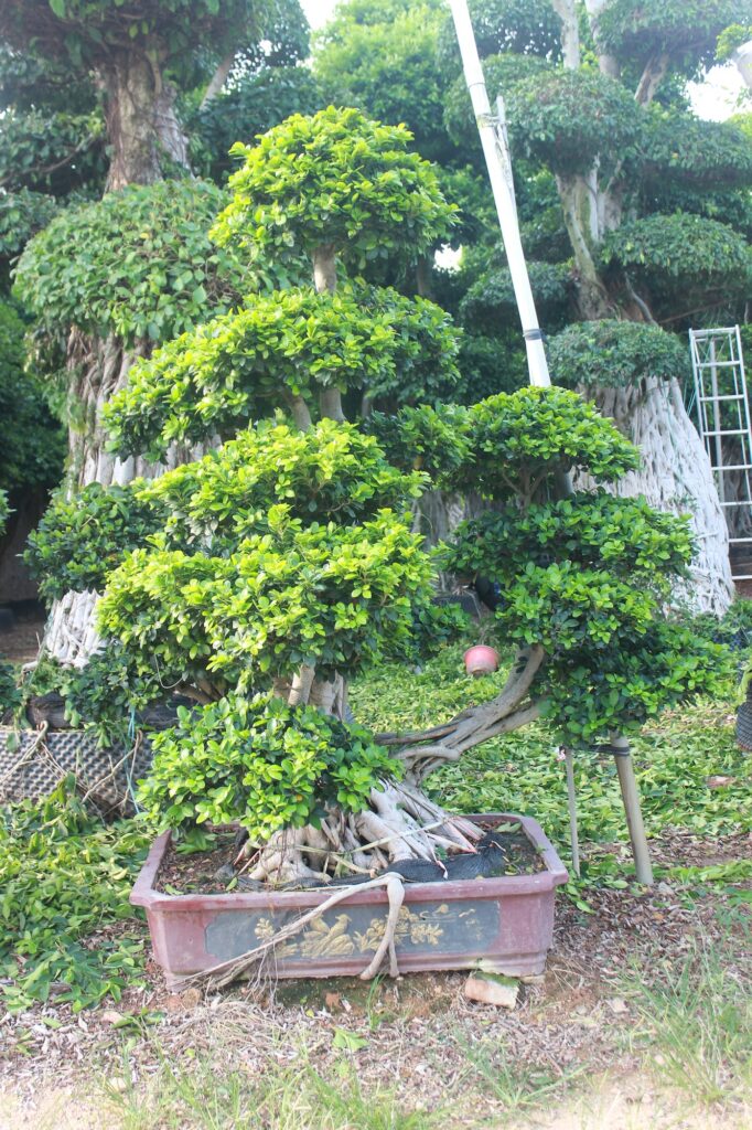 Large Ficus Microcarpa Multi-Trunk Cloud Bonsai