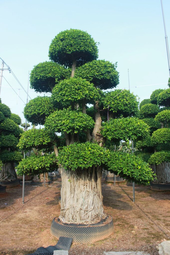 Giant Ficus Microcarpa Straight Trunk Tiered Crown
