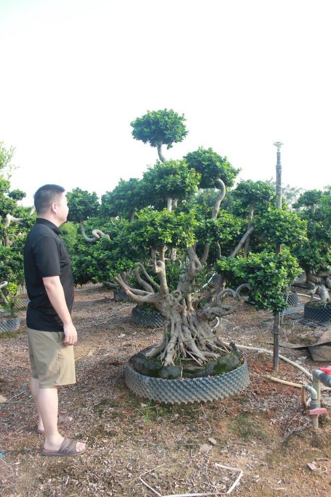 Mature Ficus Microcarpa Multi-Branch Root Base Bonsai