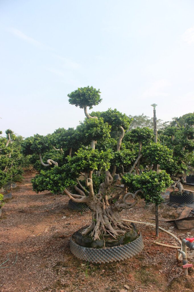 Mature Ficus Microcarpa Multi-Branch Root Base Bonsai
