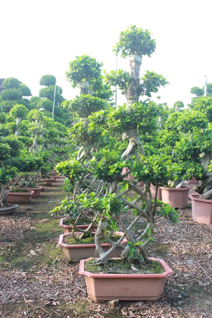 Ficus Microcarpa Slanting Trunk Potted Bonsai