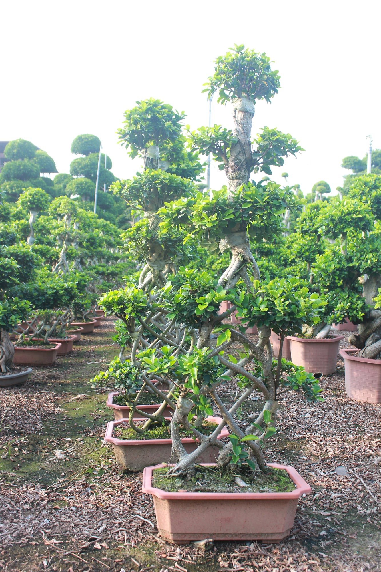 Ficus Microcarpa Slanting Trunk Potted Bonsai