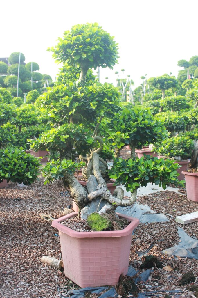 Ficus Microcarpa Upright Layered Potted Bonsai