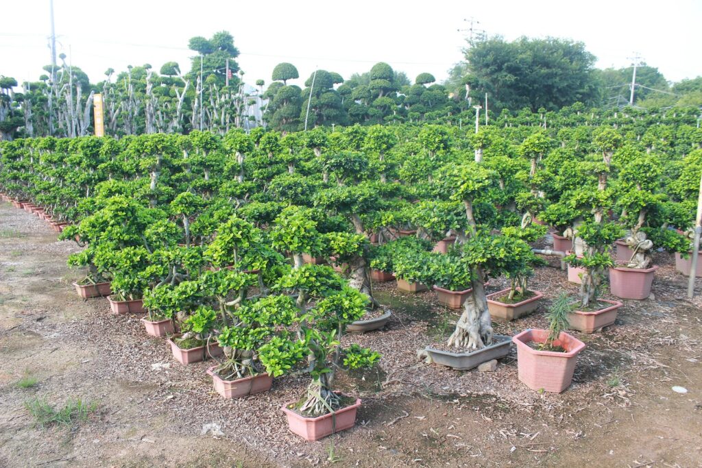 Ficus Microcarpa Conical Crown Potted Bonsai