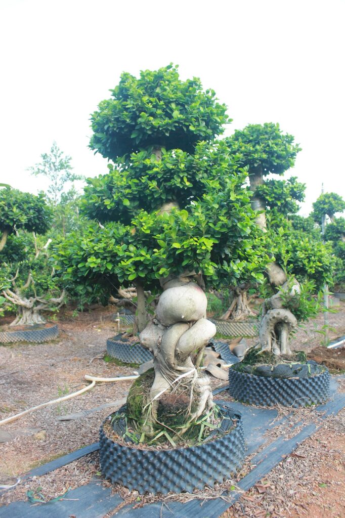Large Ficus Microcarpa Sculptural Root-Over-Rock Bonsai