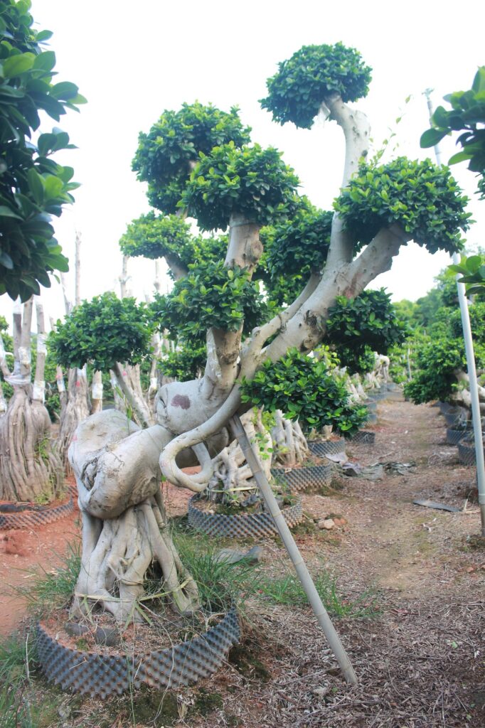Large Ficus Microcarpa Dragon Root Landscape Bonsai