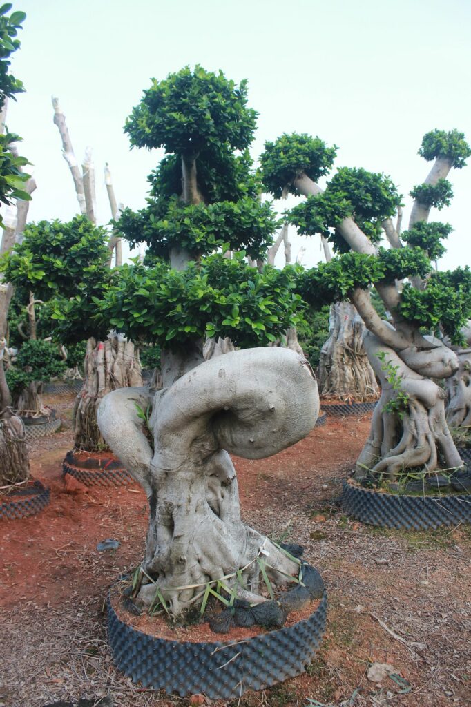 Large Ficus Microcarpa Hollow Trunk Bonsai Tree
