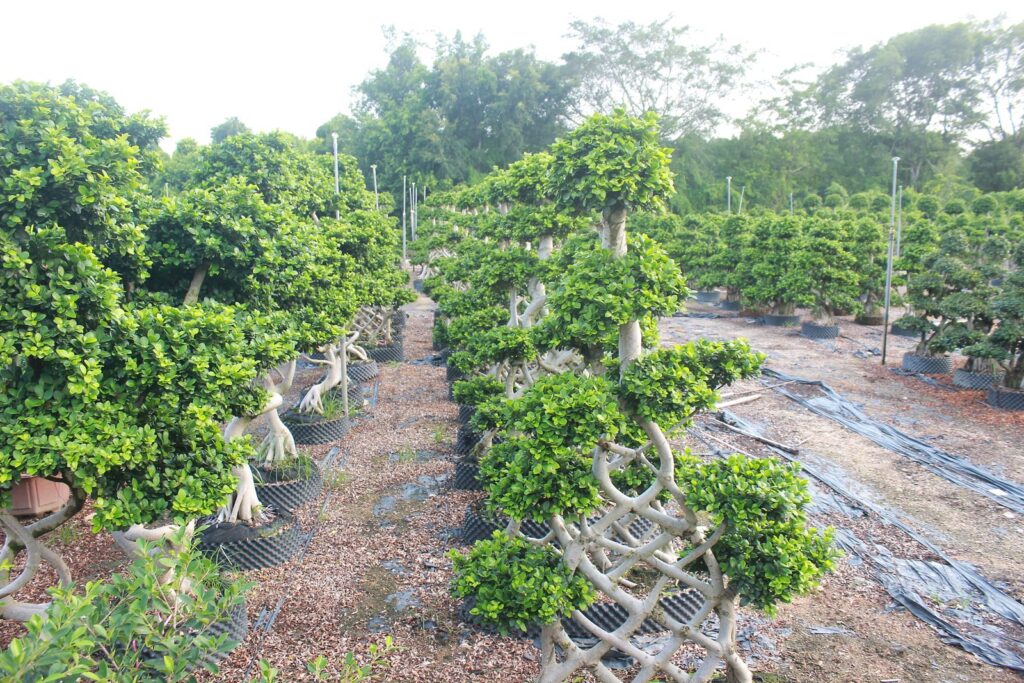 Large Ficus Microcarpa Wired Branch Training Bonsai