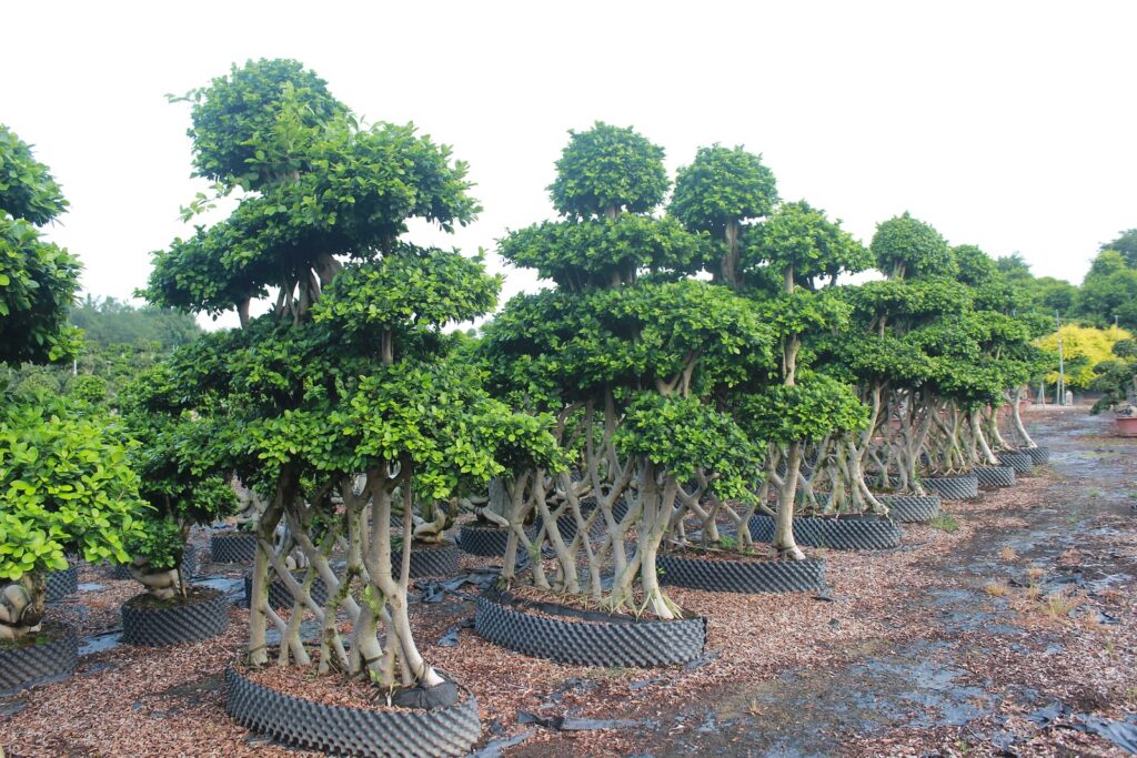 Large Ficus Microcarpa Flat Umbrella Canopy Bonsai