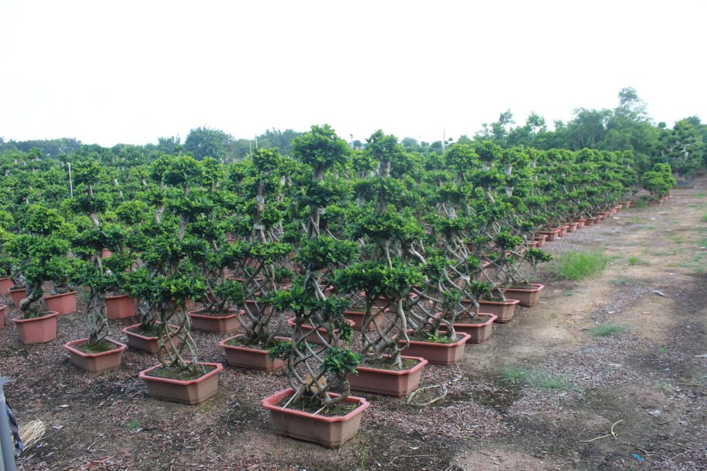 Large Ficus Microcarpa Flat Umbrella Canopy Bonsai