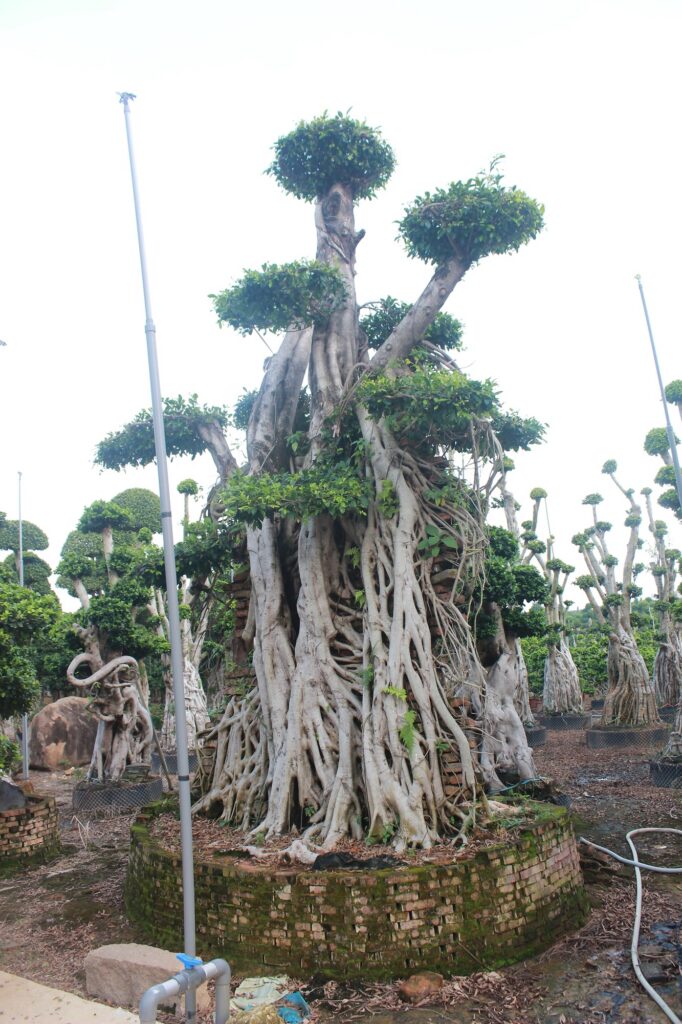 Giant Ficus Microcarpa Columnar Aerial Root Tree