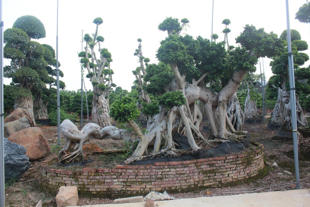 Giant Ficus Microcarpa Ancient Buttress Root Bonsai