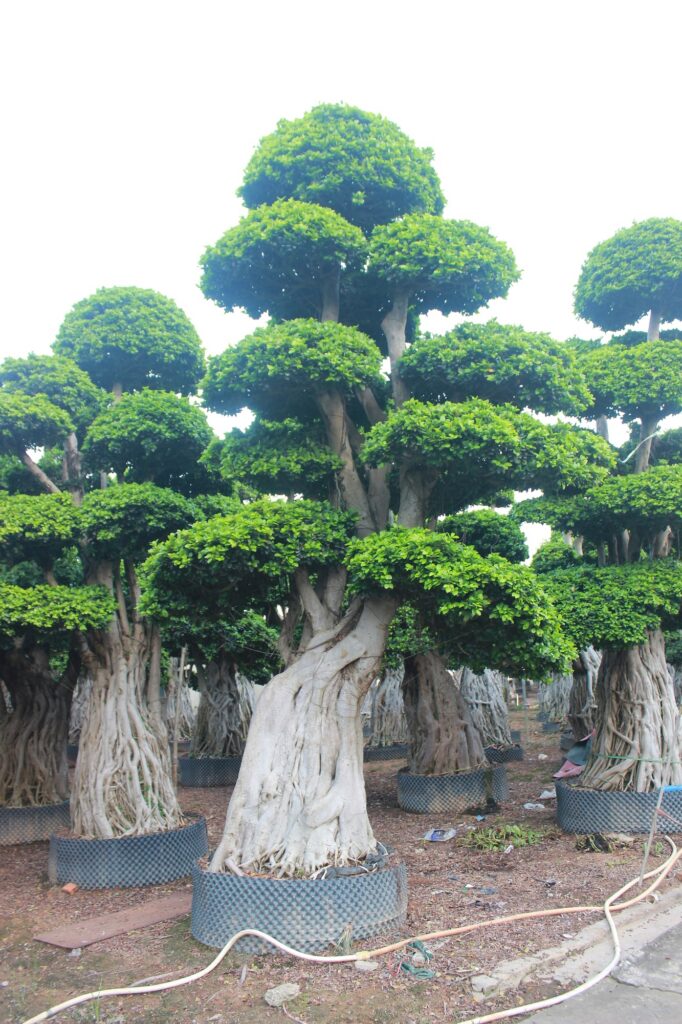 Giant Ficus Microcarpa Cloud Platform Landscape Tree