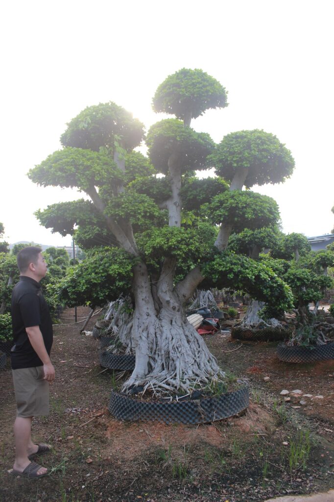 Large Ficus Microcarpa Wide Buttress Multi-Crown Bonsai
