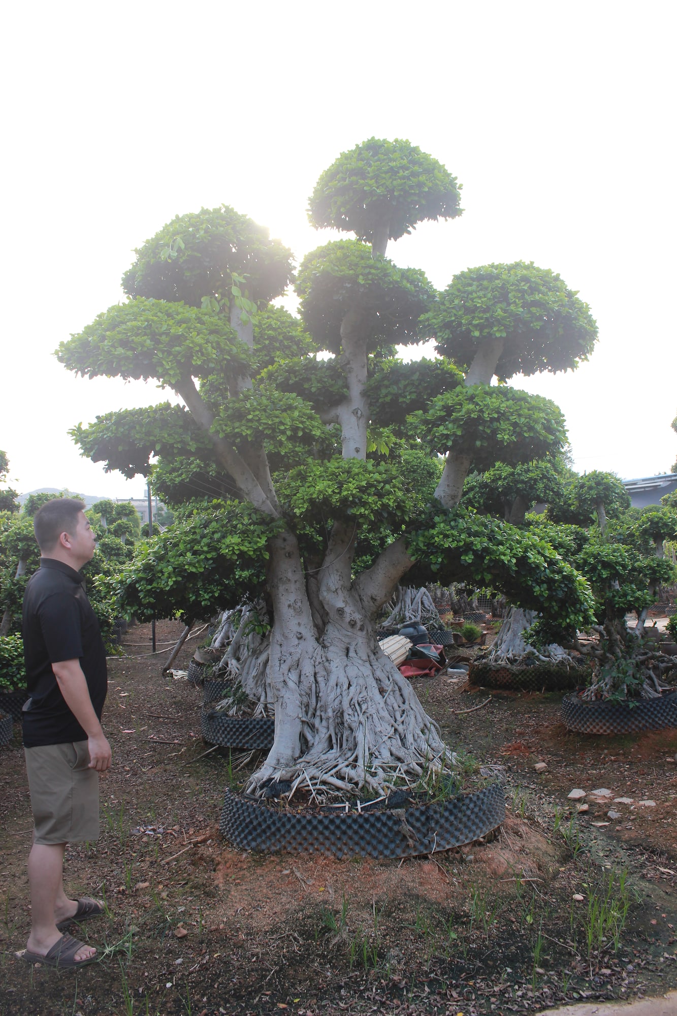 Large Ficus Microcarpa Wide Buttress Multi-Crown Bonsai