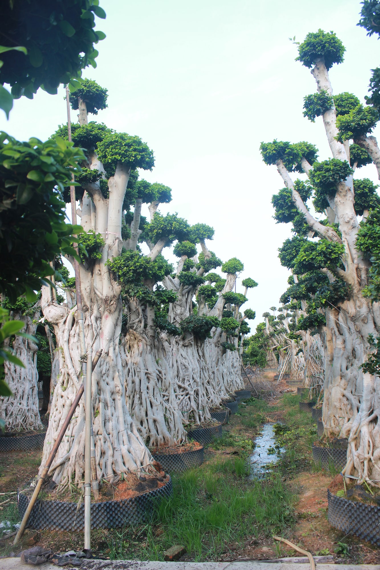 Giant Ficus Microcarpa Aerial Root Forest Form Tree