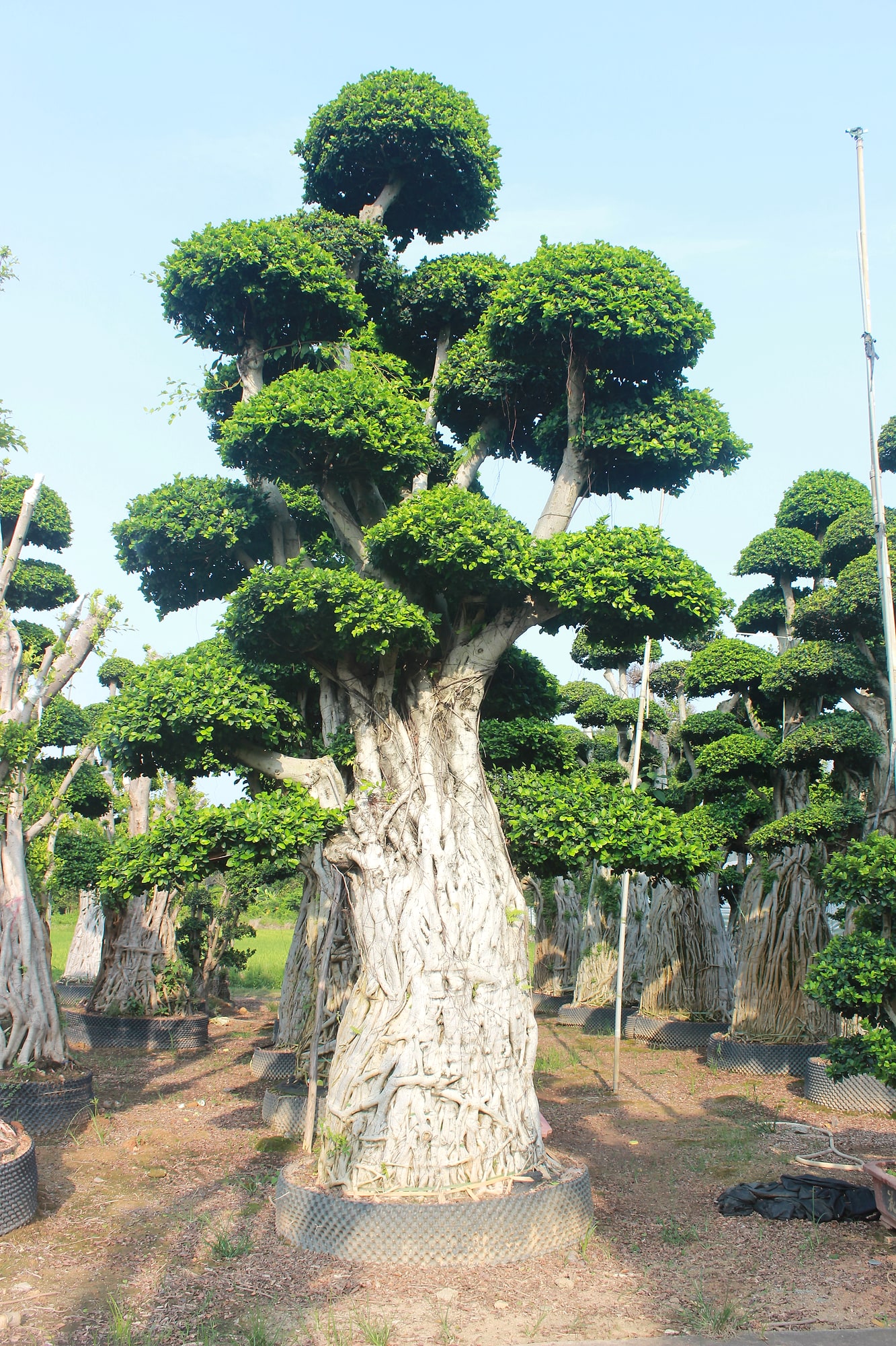 Large Ficus Microcarpa Cloud-Pruned Landscape Tree