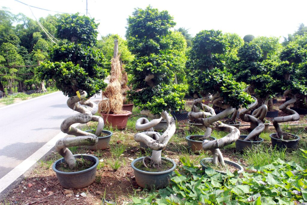 Large Ficus Microcarpa Loop Trunk Bonsai Tree
