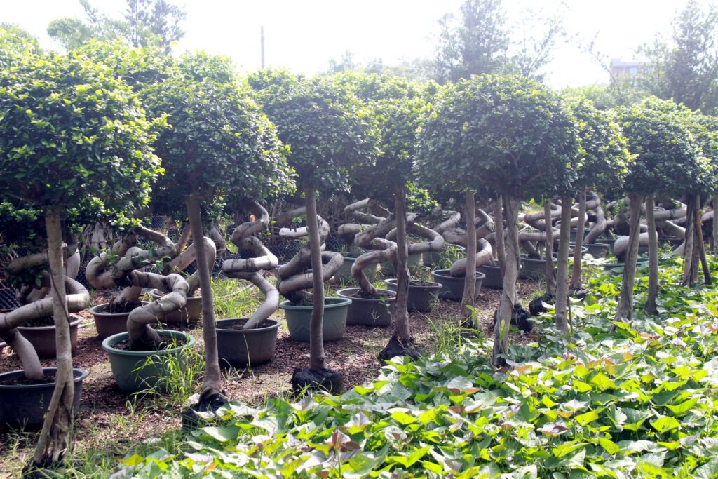 Large Ficus Microcarpa Loop Trunk Bonsai Tree