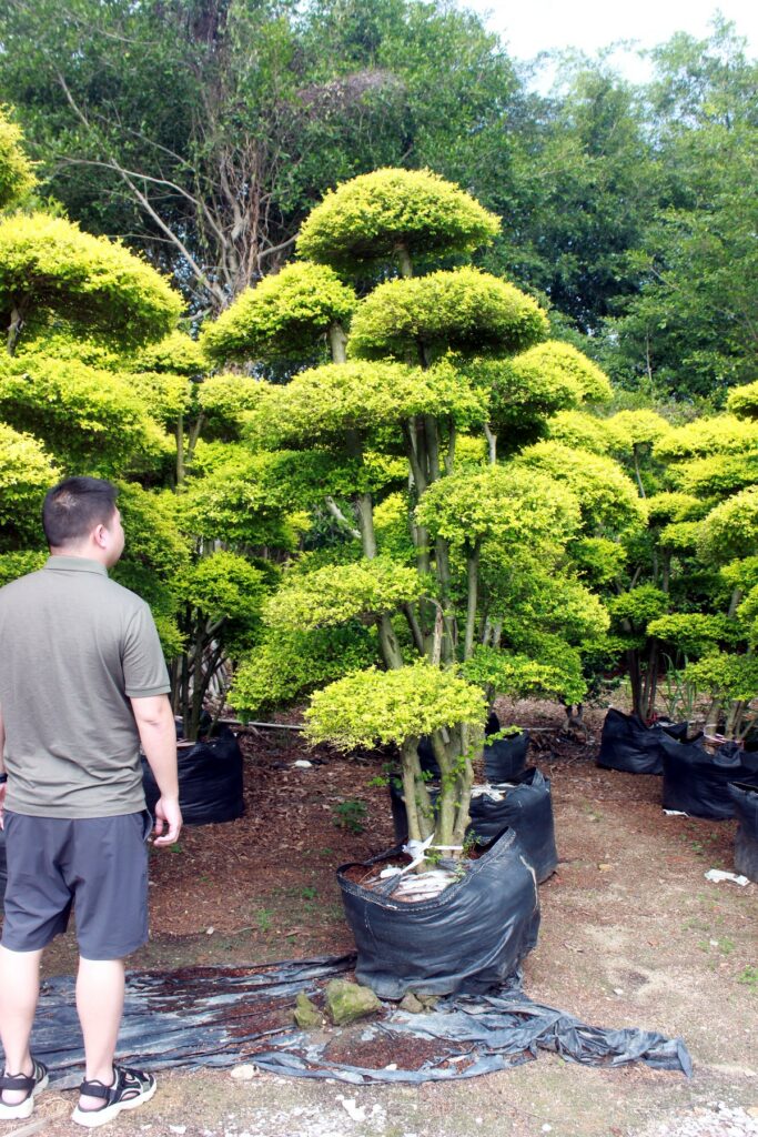 Golden Tiered Cloud Topiary Landscape Tree