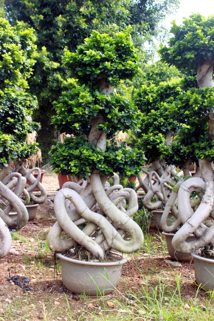 Large Ficus Microcarpa Loop Trunk Bonsai Tree