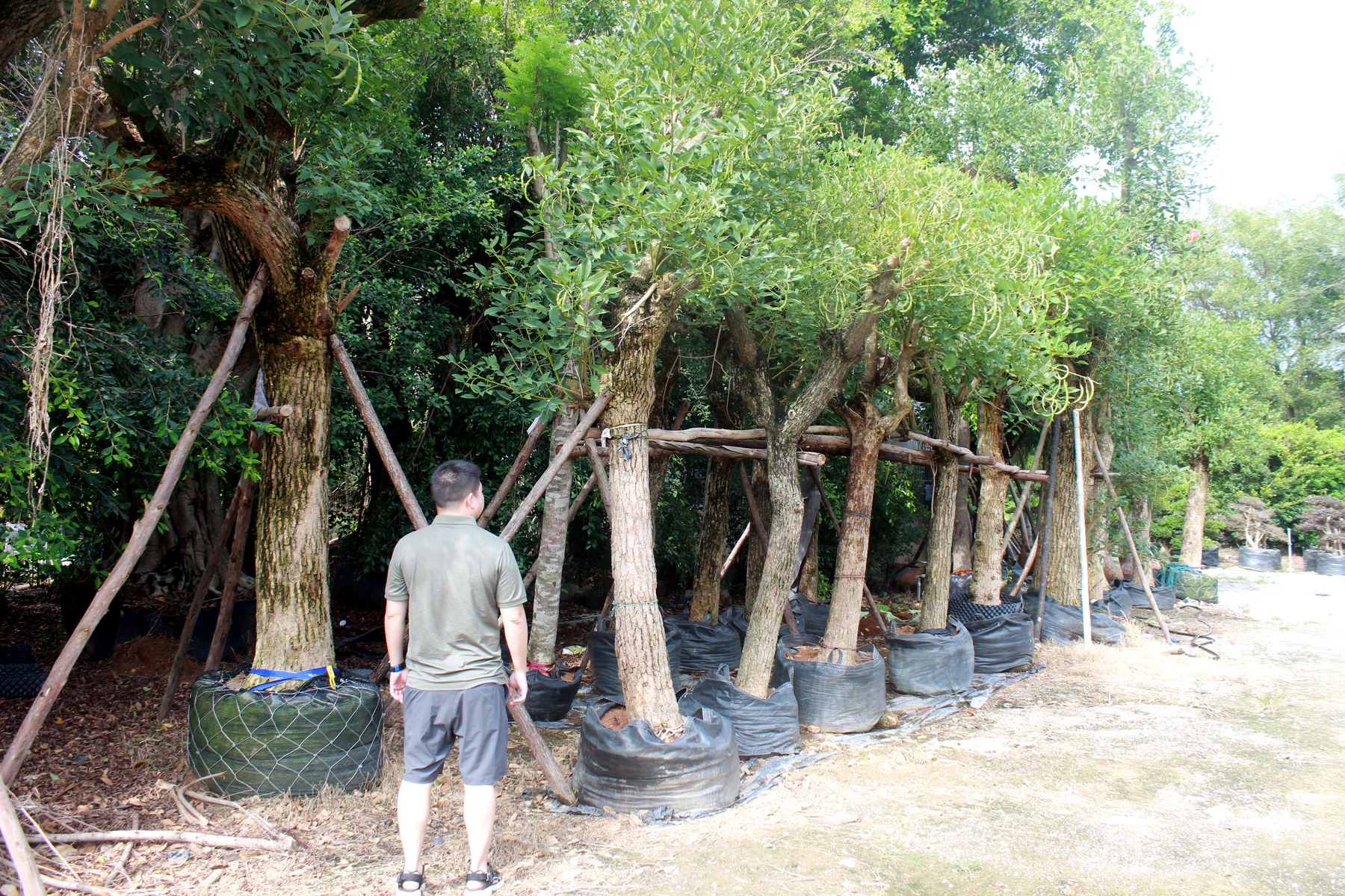 Tall Trained Clear Trunk Landscape Trees