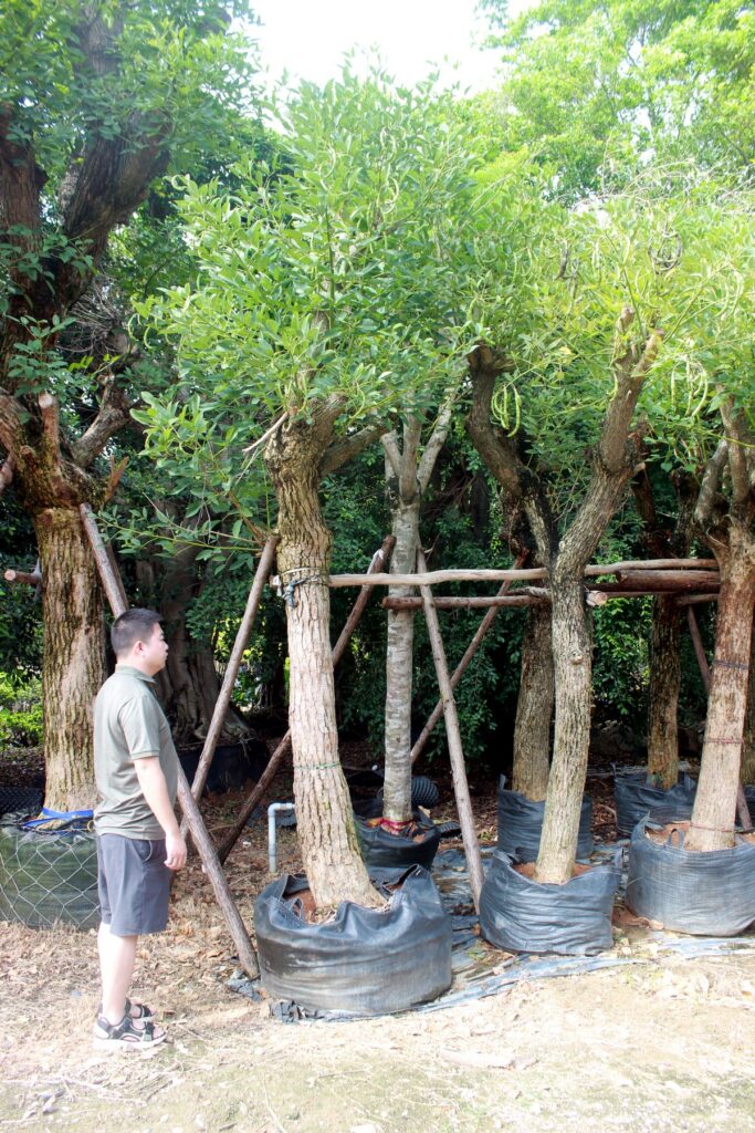 Tall Trained Clear Trunk Landscape Trees