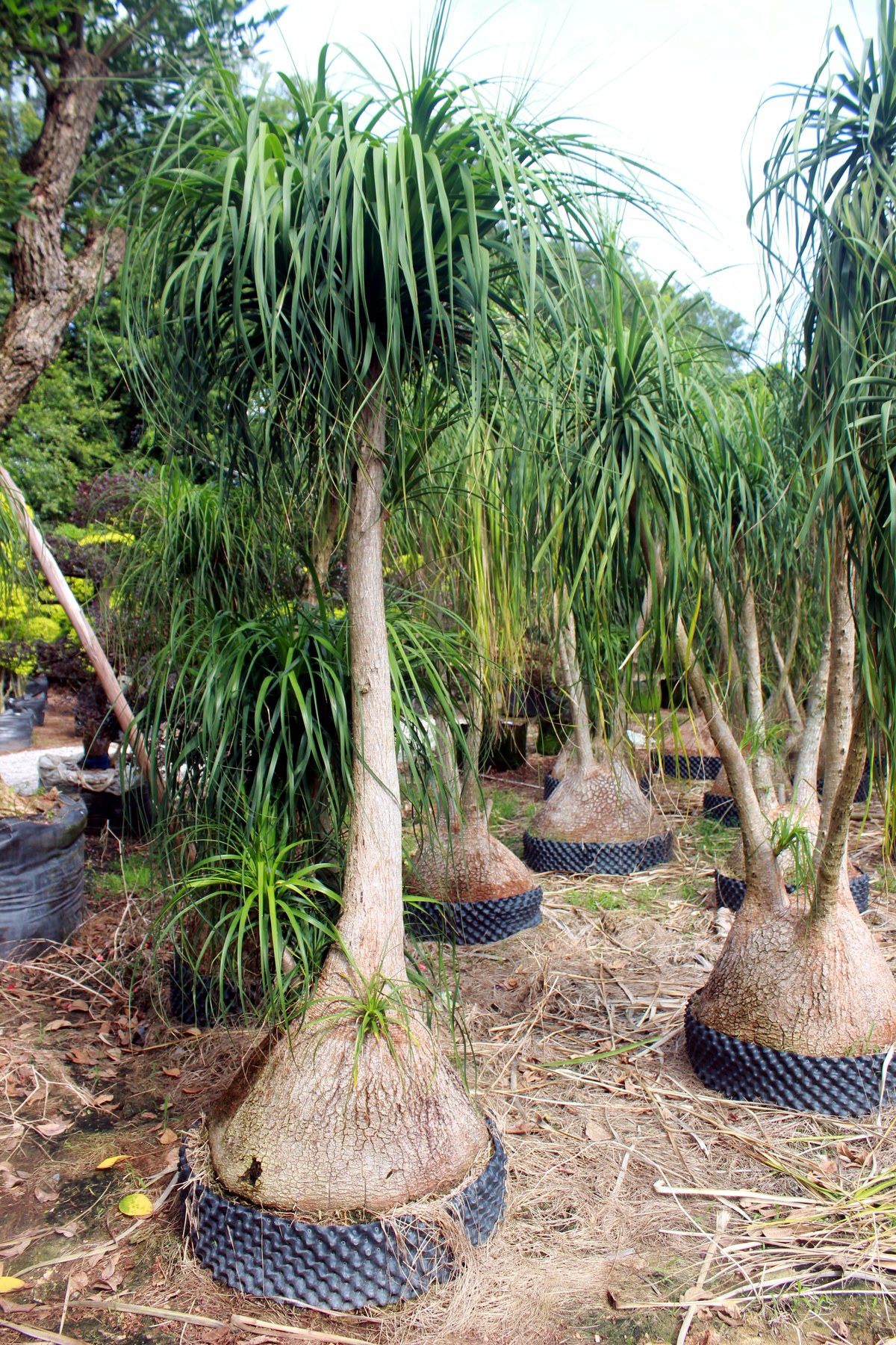 Beaucarnea Recurvata Ponytail Palm Landscape Plant