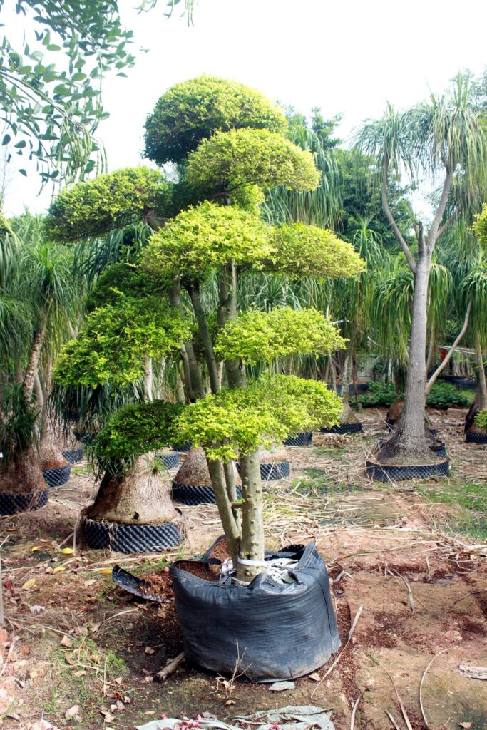 Layered Evergreen Cloud Topiary Nursery Stock