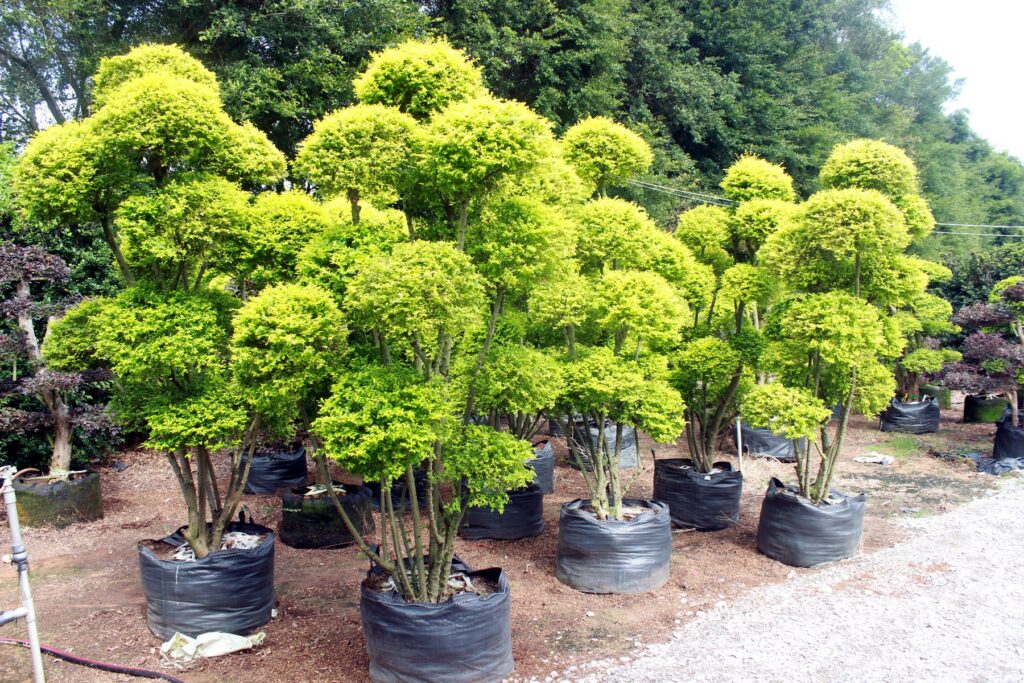 Layered Evergreen Cloud Topiary Nursery Stock