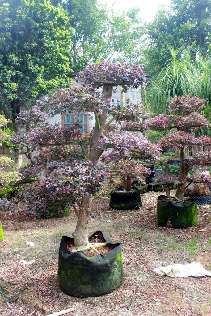 Mature Flowering Landscape Tree Stock