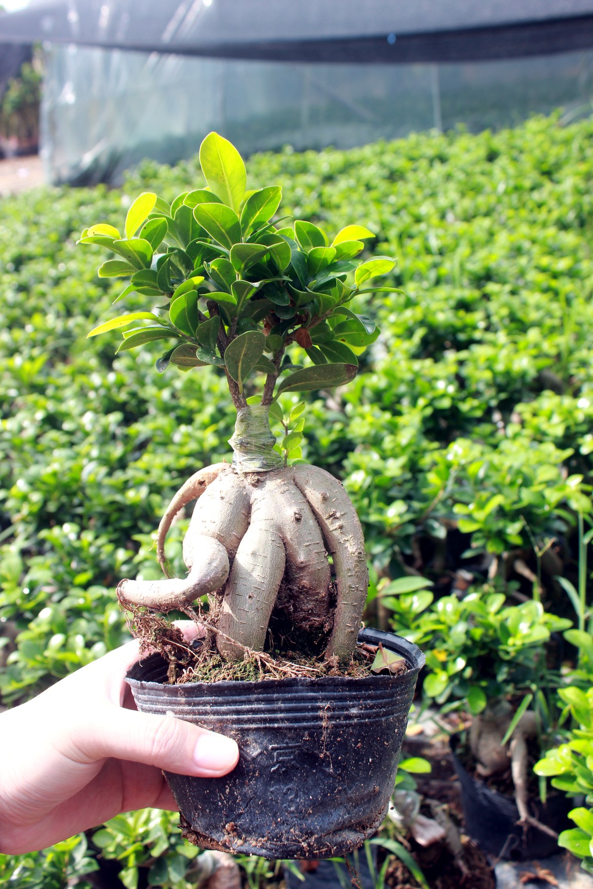 Wholesale Mini Ficus Ginseng Bonsai Nursery Plants - view 2