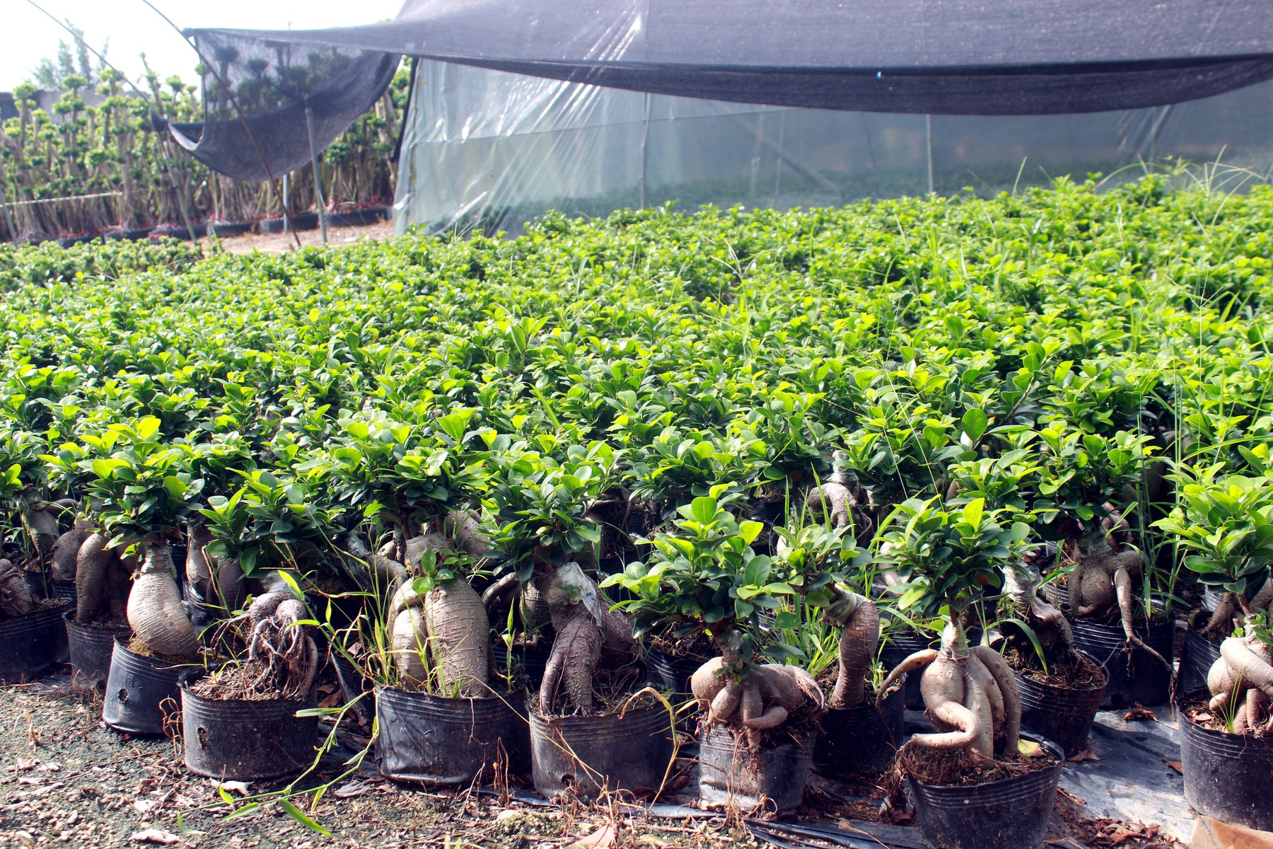 Wholesale Mini Ficus Ginseng Bonsai Nursery Plants - view 3