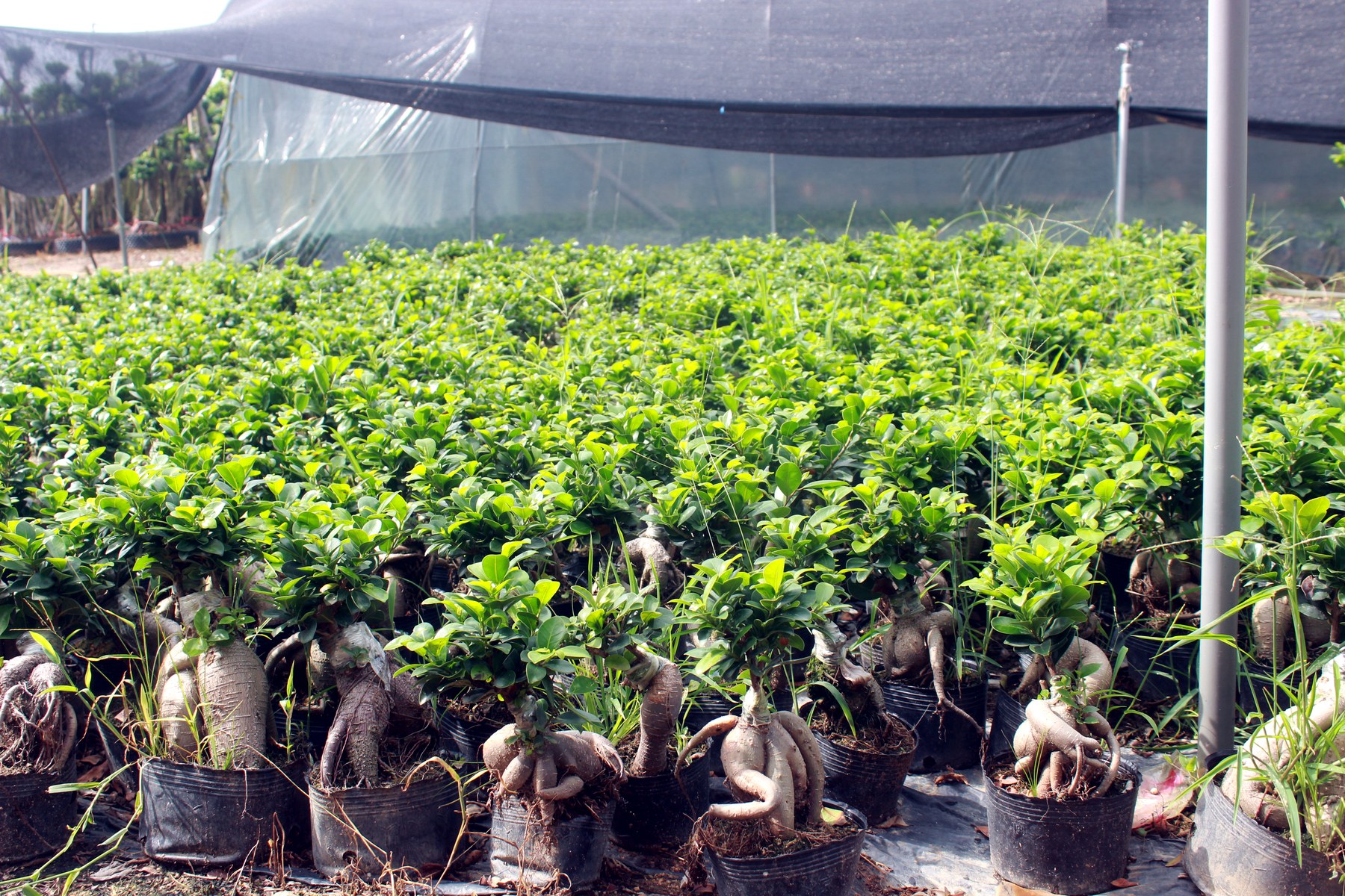 Wholesale Mini Ficus Ginseng Bonsai Nursery Plants - view 4