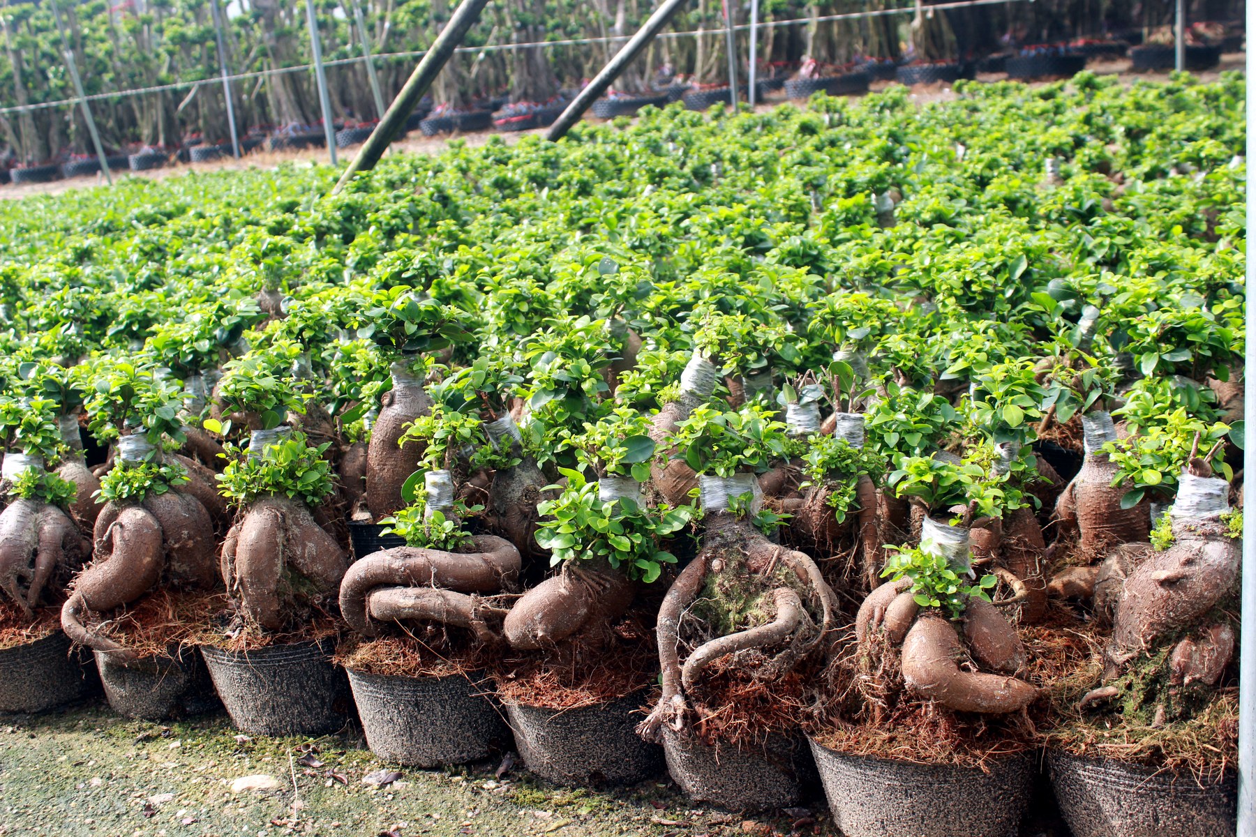 Wholesale Mini Ficus Ginseng Bonsai Nursery Plants - view 5