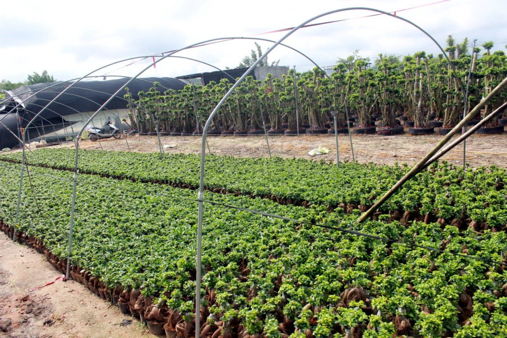 Mini Ficus Ginseng Bonsai Nursery Plants