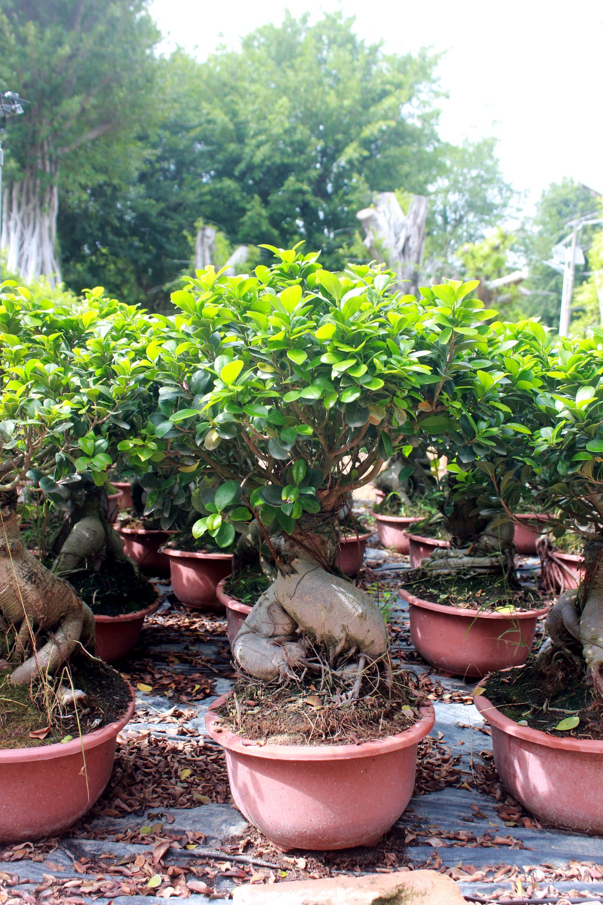 Compact Ficus Ginseng Potted Bonsai