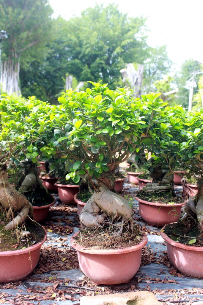 Compact Ficus Ginseng Potted Bonsai