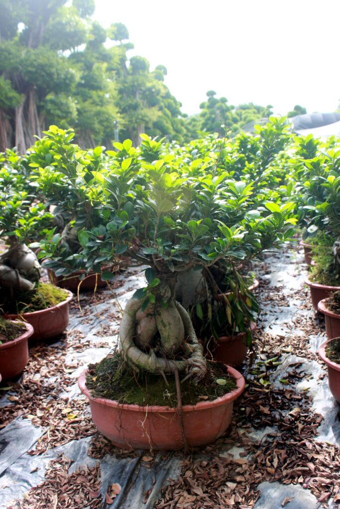 Compact Ficus Ginseng Potted Bonsai