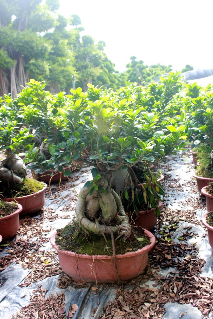 Compact Ficus Ginseng Potted Bonsai