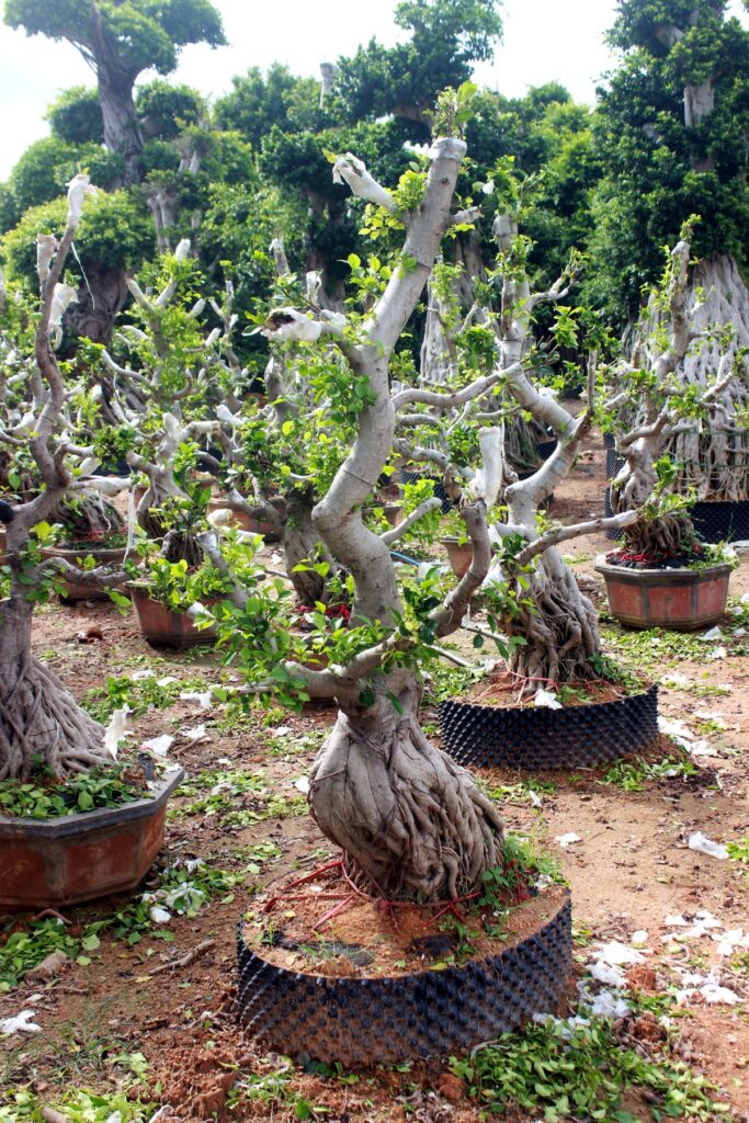 Trained Deciduous Root Base Bonsai Stock