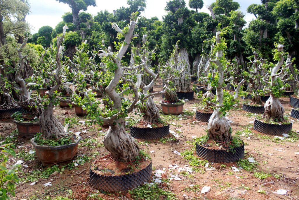 Trained Deciduous Root Base Bonsai Stock