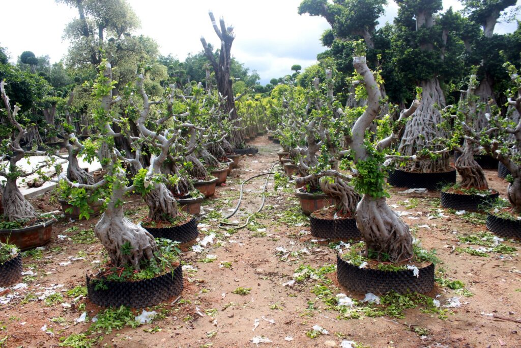 Trained Deciduous Root Base Bonsai Stock
