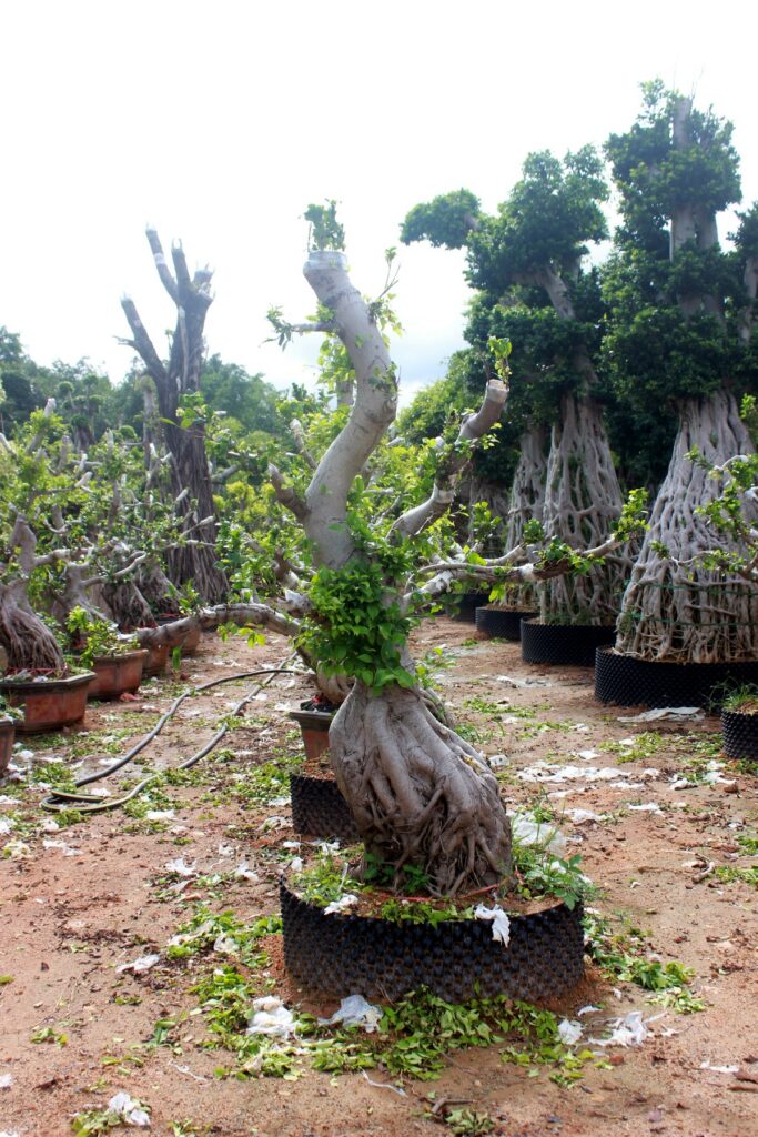Trained Deciduous Root Base Bonsai Stock