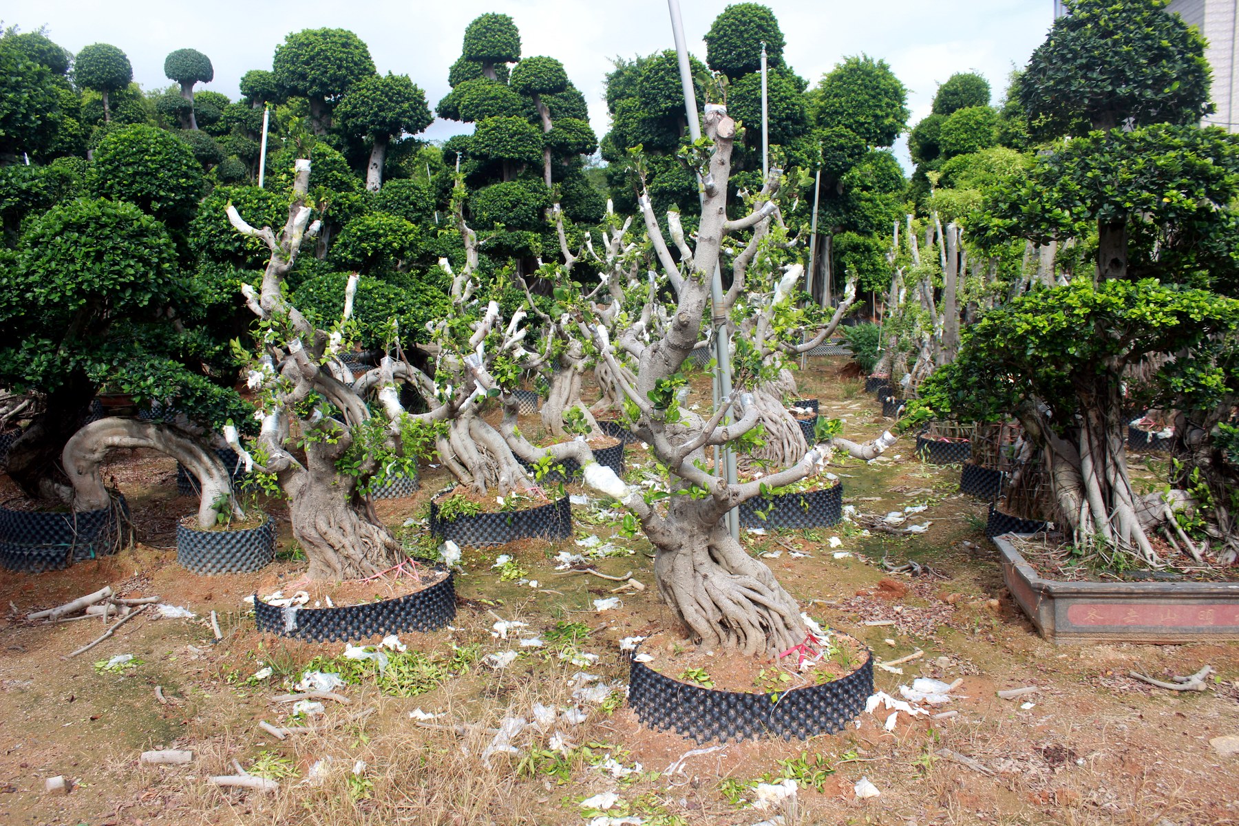 Wholesale Trained Deciduous Root Base Bonsai Stock - view 6